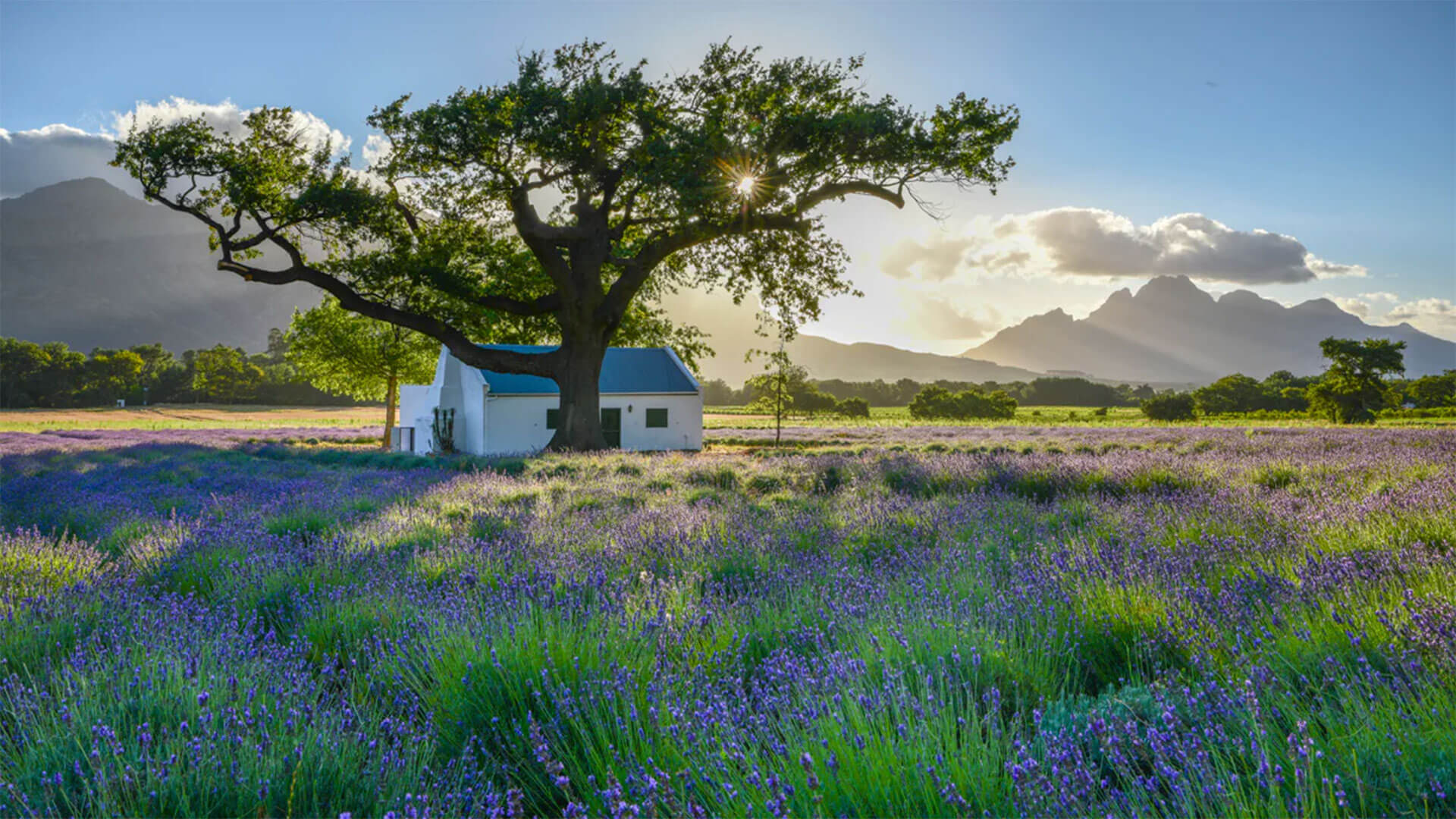 Jan-Franschhoek-Veepos_Photo-by-Andrew-Dunki