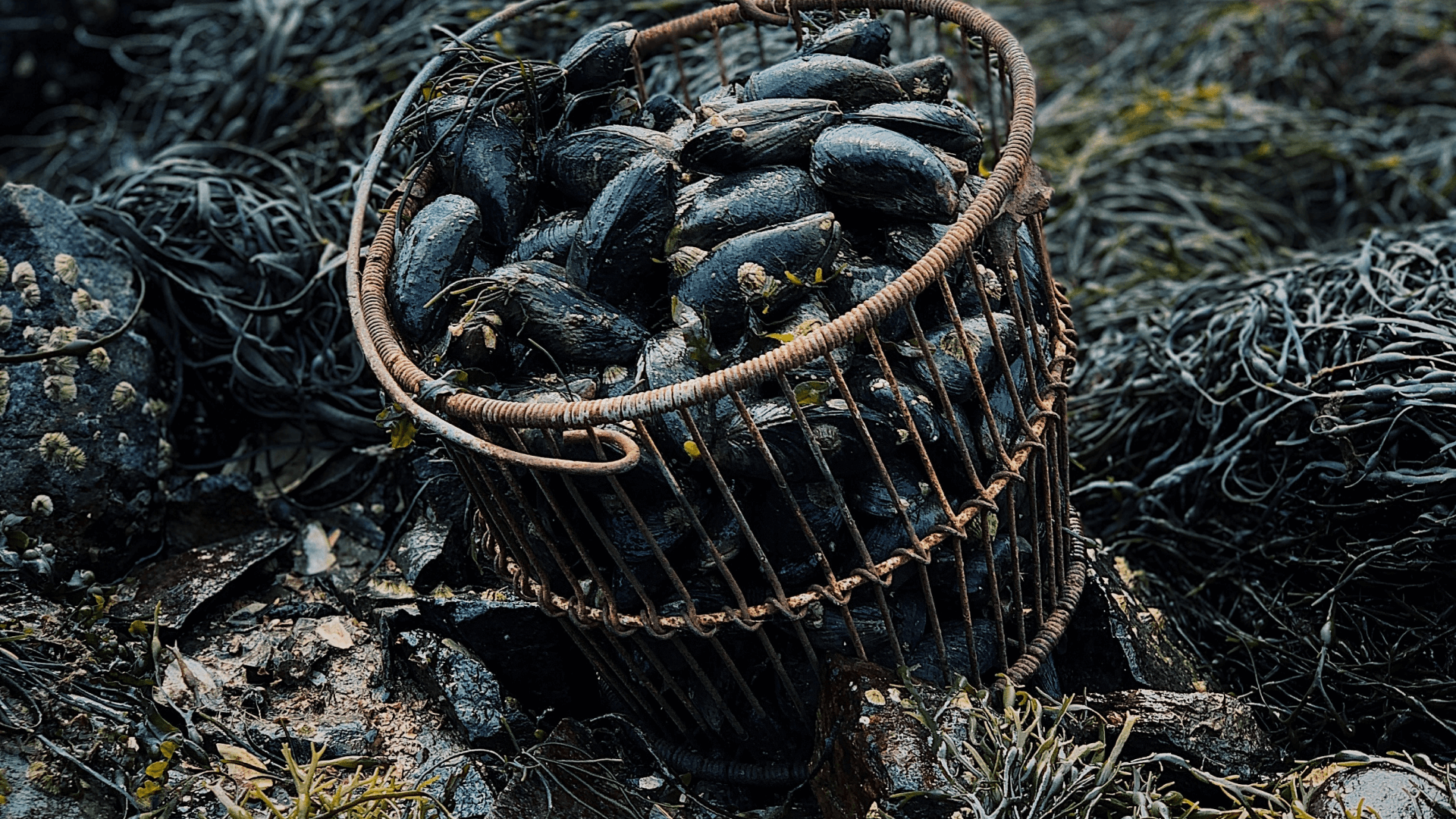 Local foraging1