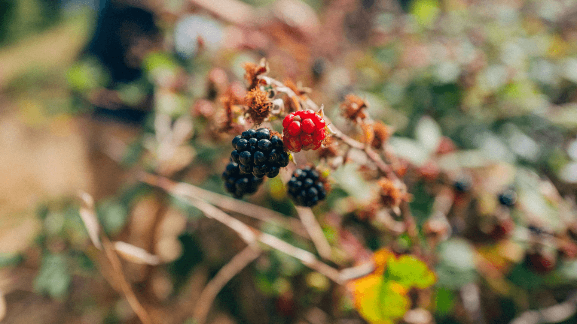 Local foraging5