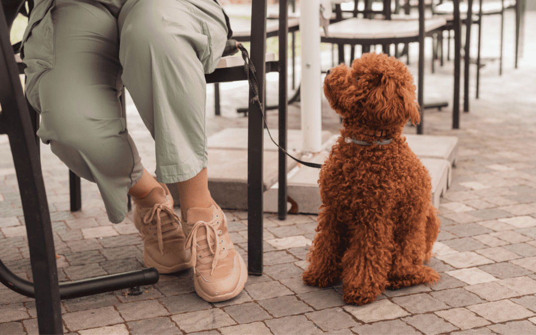 The ultimate list of dog-friendly restaurants across South Africa