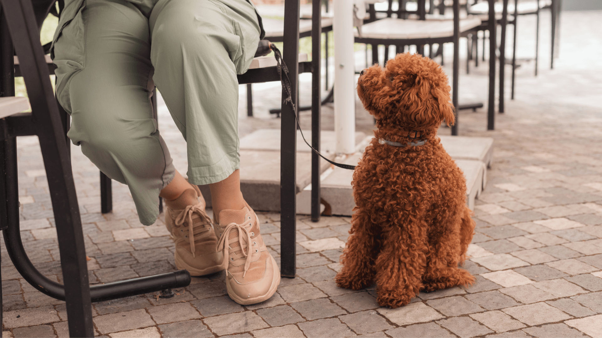 Pet Friendly places in SA