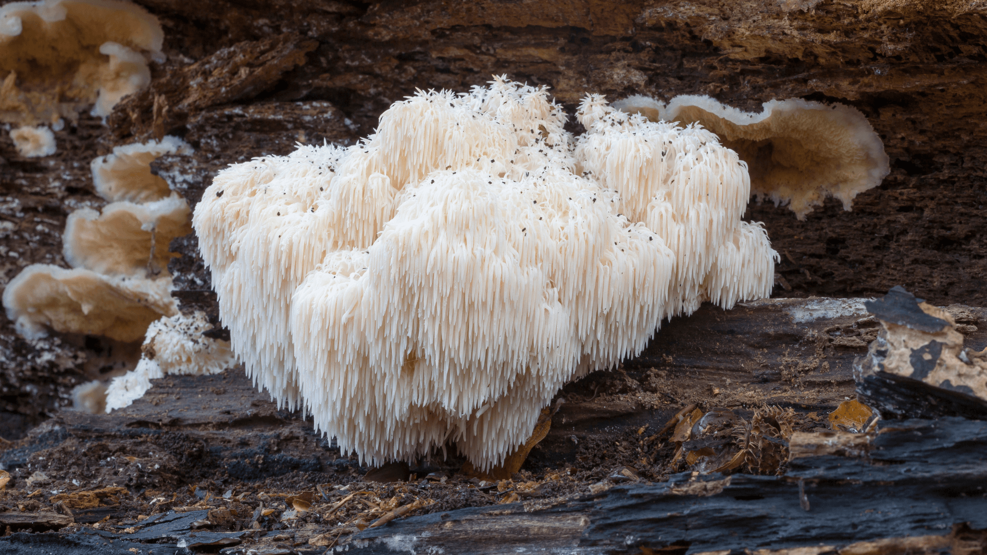 Lion's mane mushrooms growing on a rock