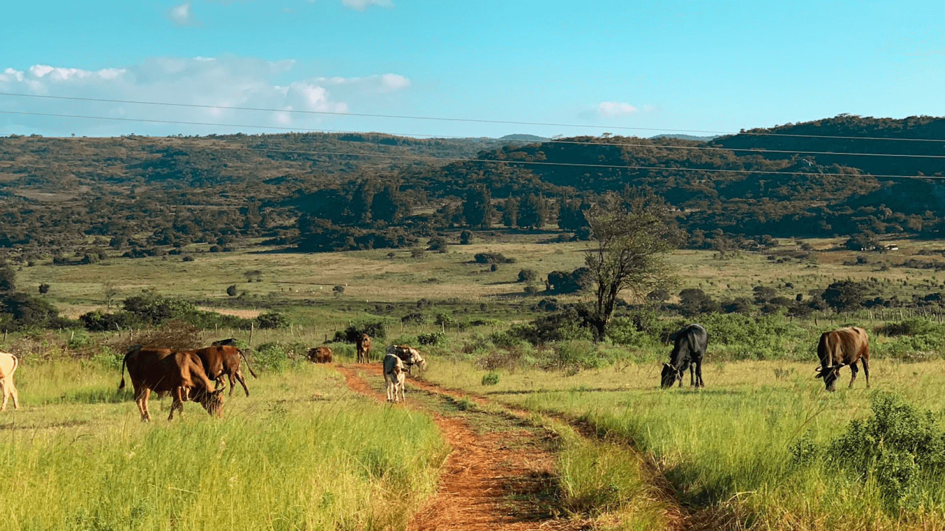Cows graze on green grass with rolling hills and a blue sky in the background.